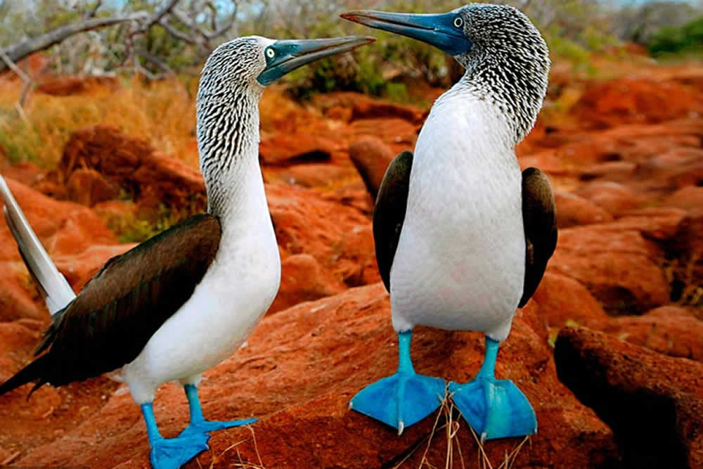 Pájaro Bobo de Patas Azules: Una especie que veras en las Islas Marietas